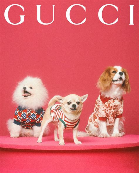 gucci pet heren|gucci pet collection.